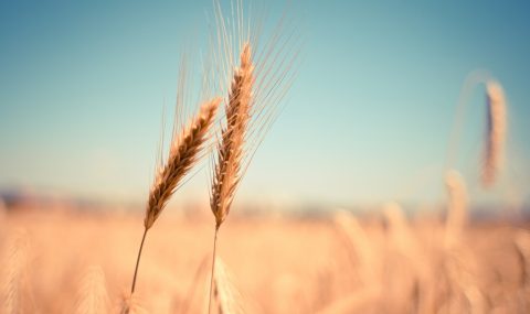 41 Beautiful Photos of Grain Fields