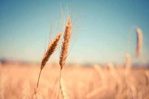 41 Beautiful Photos of Grain Fields