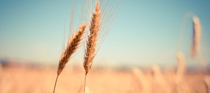 41 Beautiful Photos of Grain Fields